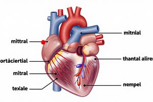 What a heart valve disease diagnosis means: a practical explainer for patients