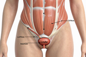A practical explainer on how menopause affects bladder function