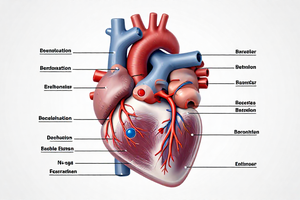 How congenital heart defects are diagnosed: a practical guide for patients
