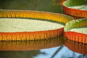 2 expert-backed strategies for monitoring peripheral artery disease symptoms