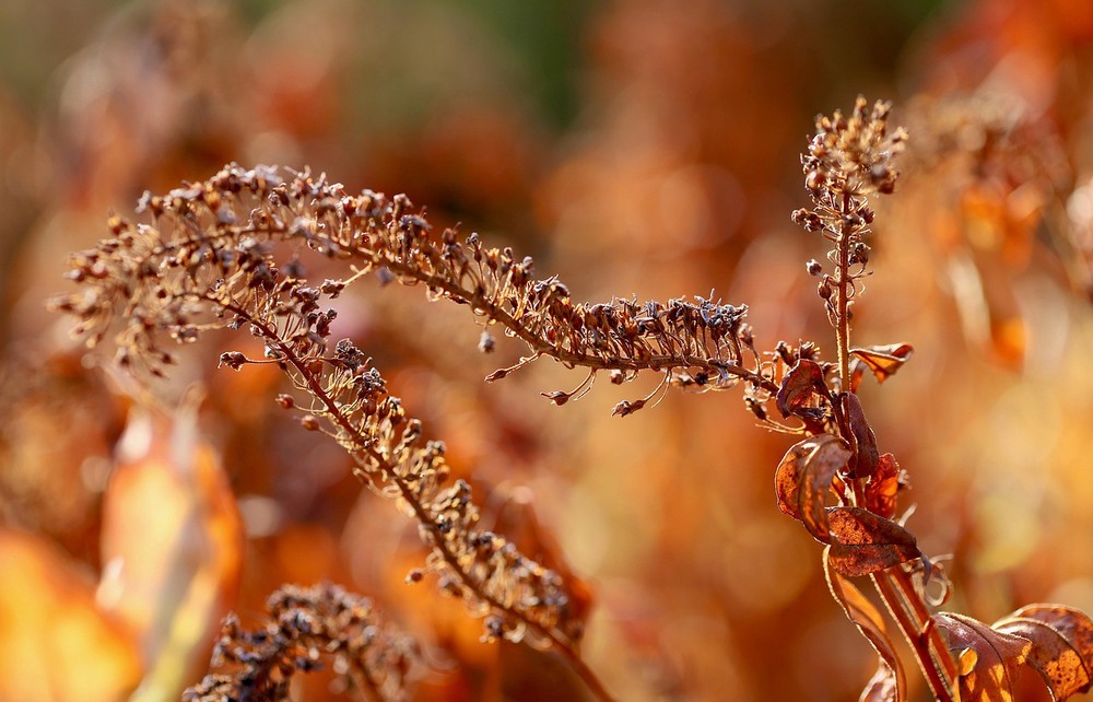 6 home remedies that soothe dry skin irritation, per dermatologists