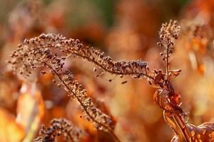 6 home remedies that soothe dry skin irritation, per dermatologists