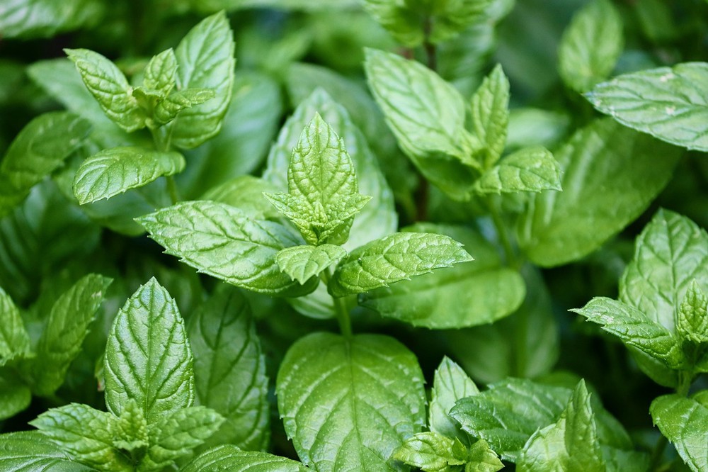 What to drink to calm seasonal allergy symptoms, according to allergists