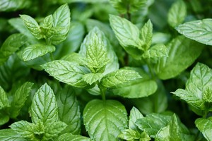 What to drink to calm seasonal allergy symptoms, according to allergists