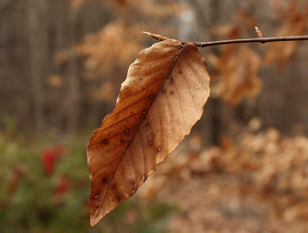 5 warning signs your seasonal allergies are turning into a sinus infection