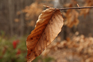5 warning signs your seasonal allergies are turning into a sinus infection