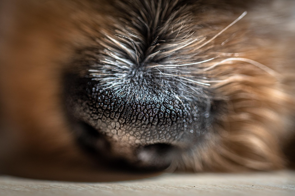 A practical explainer: why certain smells can trigger a panic attack