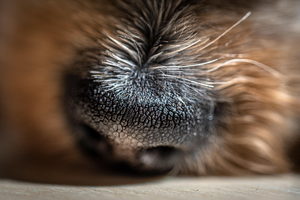 A practical explainer: why certain smells can trigger a panic attack