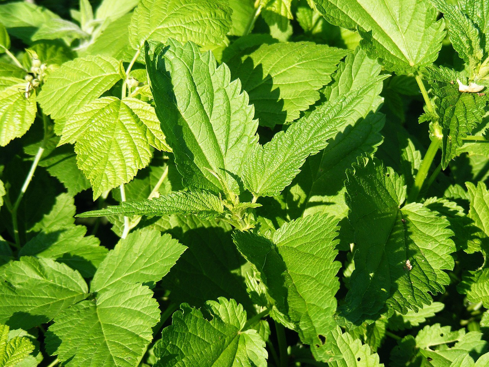 7 foods to avoid if you have a histamine intolerance