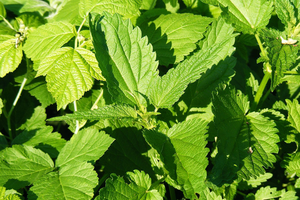 7 foods to avoid if you have a histamine intolerance